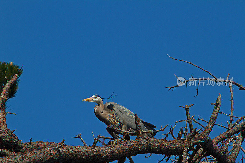 Blue Heron鸟